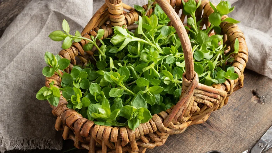 Ptačinec žabinec (Stellaria media) Ptačinec žabinec (Stellaria media)