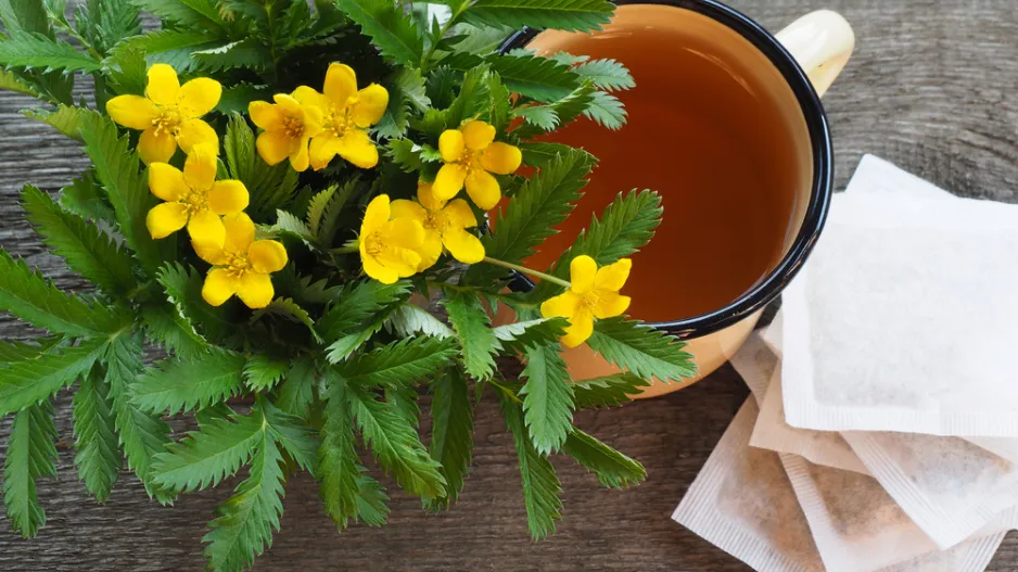 mochna husí (Potentilla anserina)