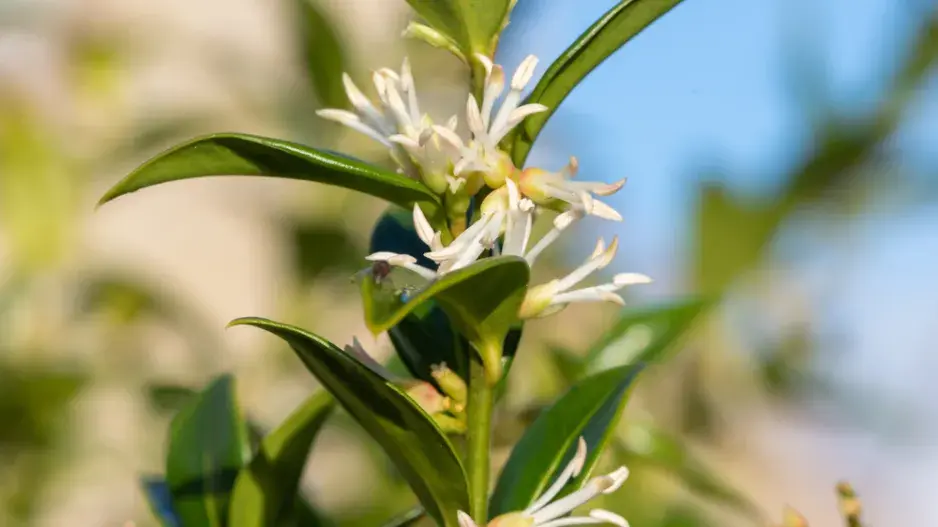 Mračňák kvete celou zimu