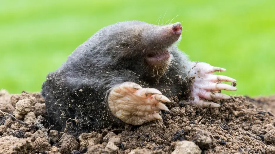 Krtek na zahradě Krtek na zahradě