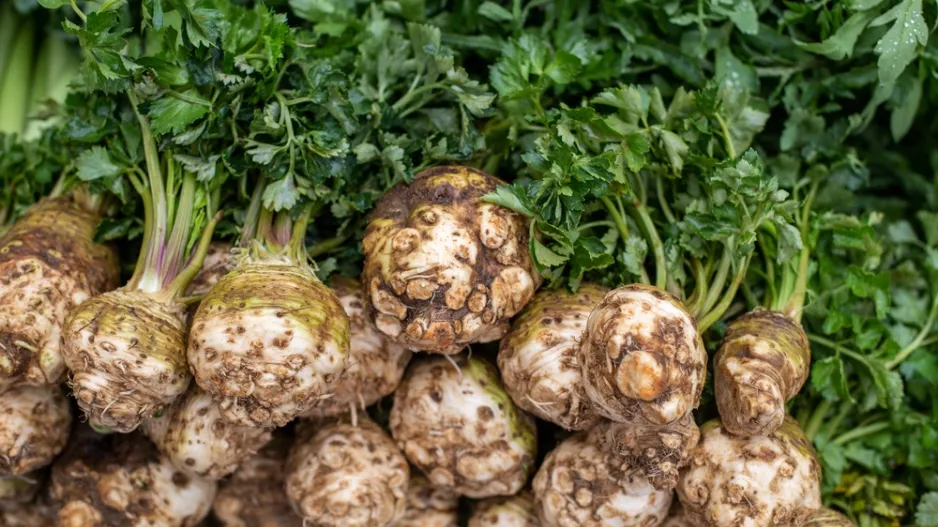 Leden je vhodný pro předpěstování celeru, bulvového i řapíkatého