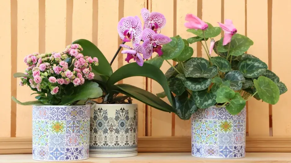 Pokojovky kvetoucí v lednu Pokojovky kvetoucí v lednu