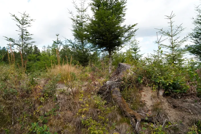 Kyselá půda neznamená konec pěstování. Naučte se své půdě rozumět a pracovat s ní