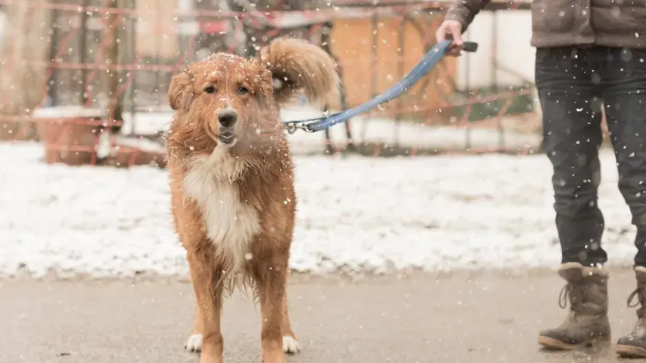 Venčení psa v zimě