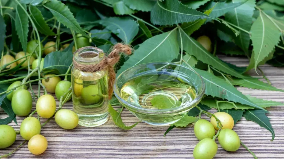 azadirachta indická (Azadirachta indica)