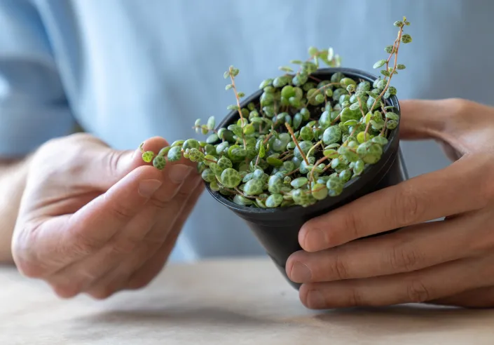 Pepřinec plazivý (Peperomia prostrata) 