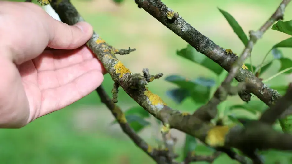 Ochrana ovocných stromů Ochrana ovocných stromů