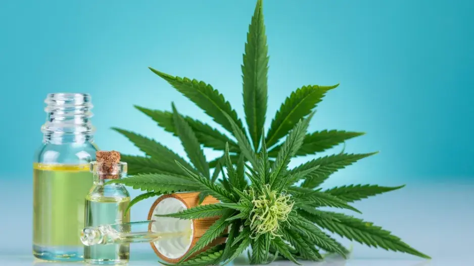 Pěstování konopí 