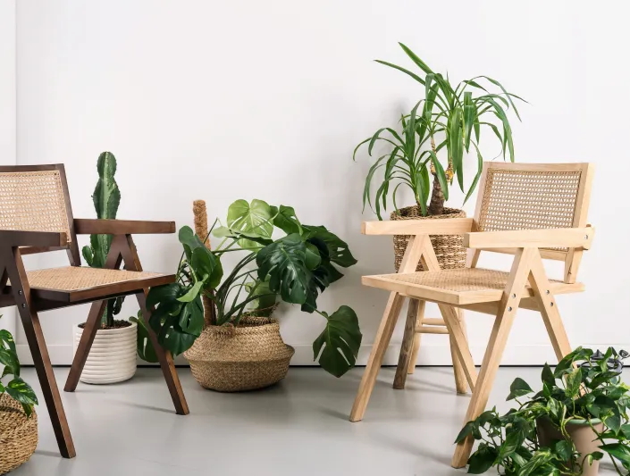 trendy v pokojových rostlinách