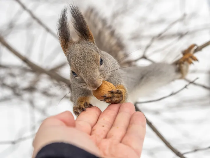 Veverka v zimě Veverka v zimě