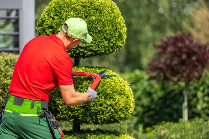 Dřeviny pro tvarování 
