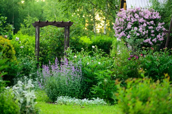 Čínské keře v Česku