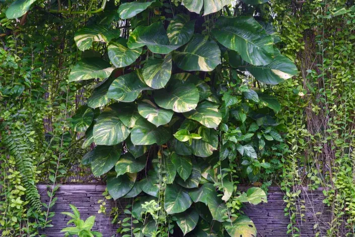 Popínavé rostliny Popínavé rostliny