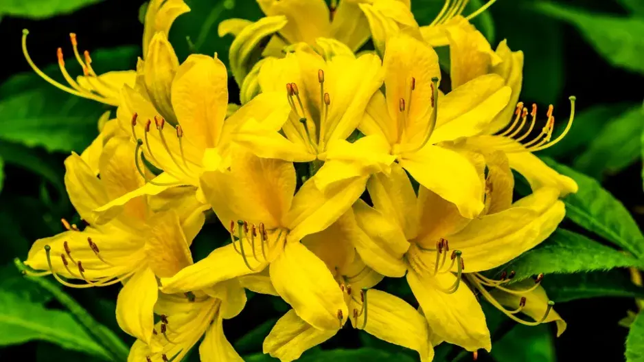 Žlutě kvetoucí zahrada imituje slunce a zvedá náladu