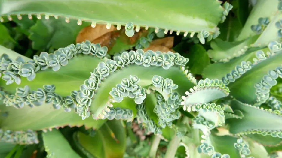 kalanchoe