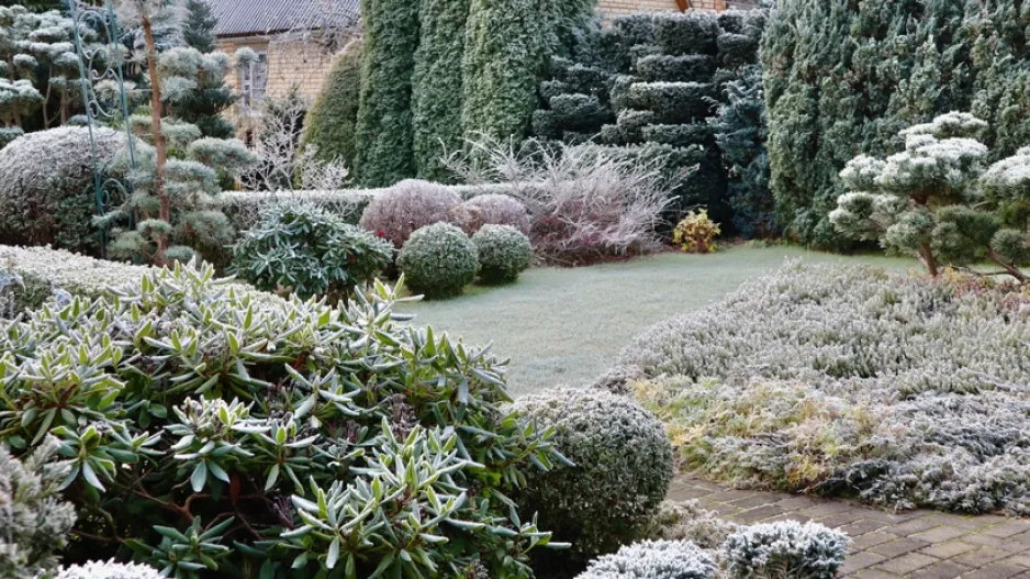 Stálezelená zima nikdy neomrzí