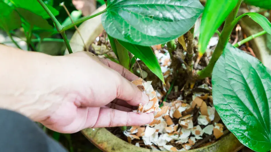 Skořápky na pokojové rostliny