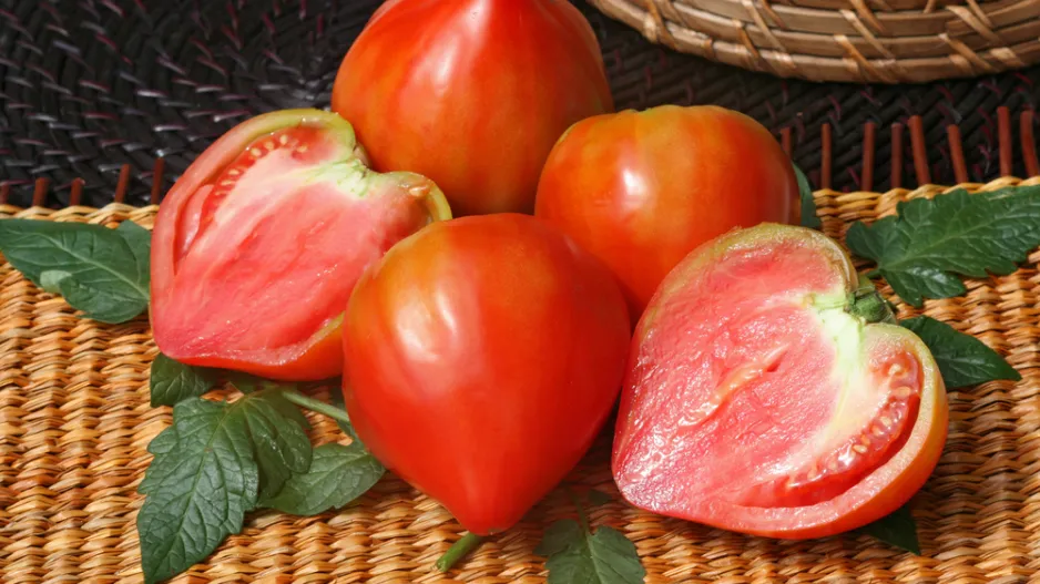 Dívčí prs Dívčí prs