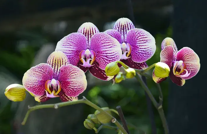 Orchideje v zimě Orchideje v zimě