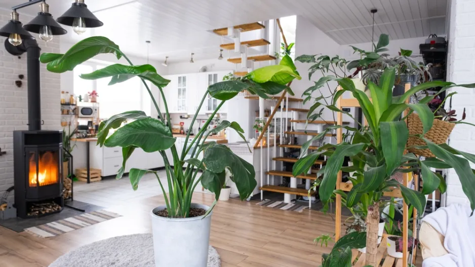 velké pokojovky velké pokojovky