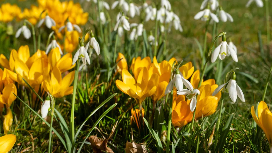 První jarní květy