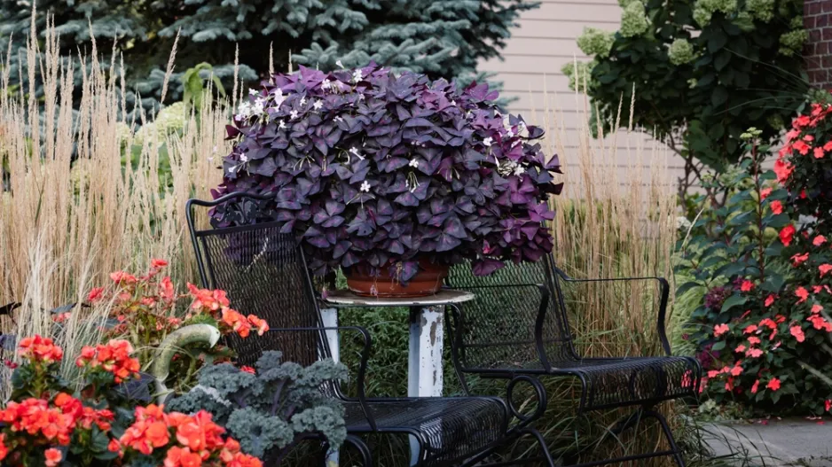 magická zahrada magická zahrada