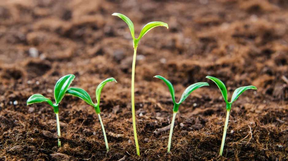 Tenké nitky vs. silné sazenice. Rozdíl, který rozhoduje o úrodě