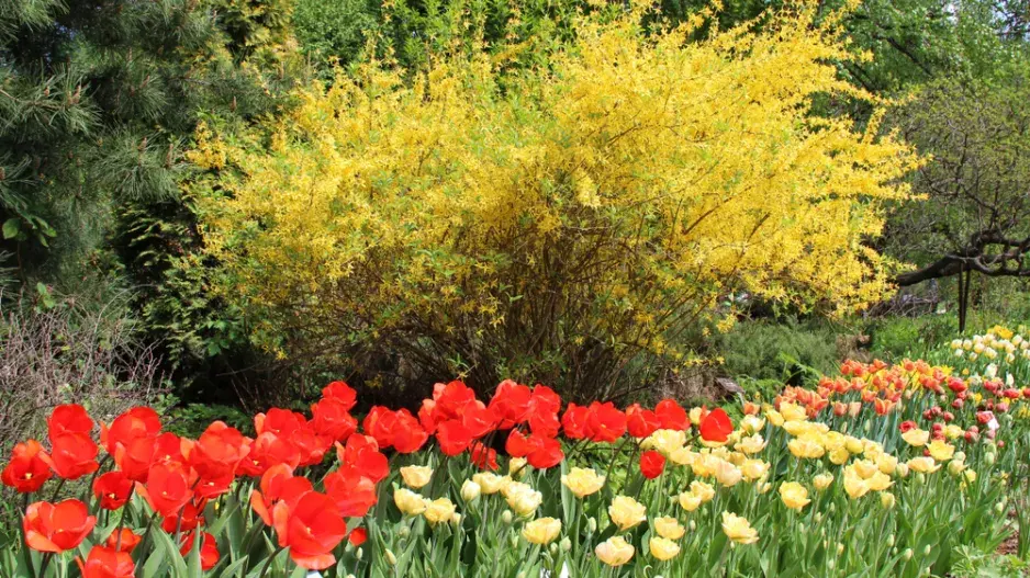 Keře kvetoucí na jaře