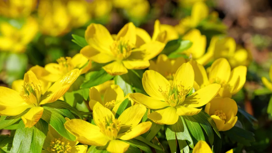 talovín zimní (Eranthis hyemalis) 