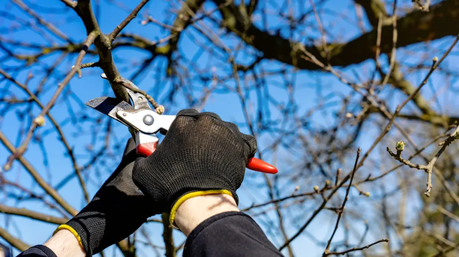 Jarní prořez ovocných stromů
