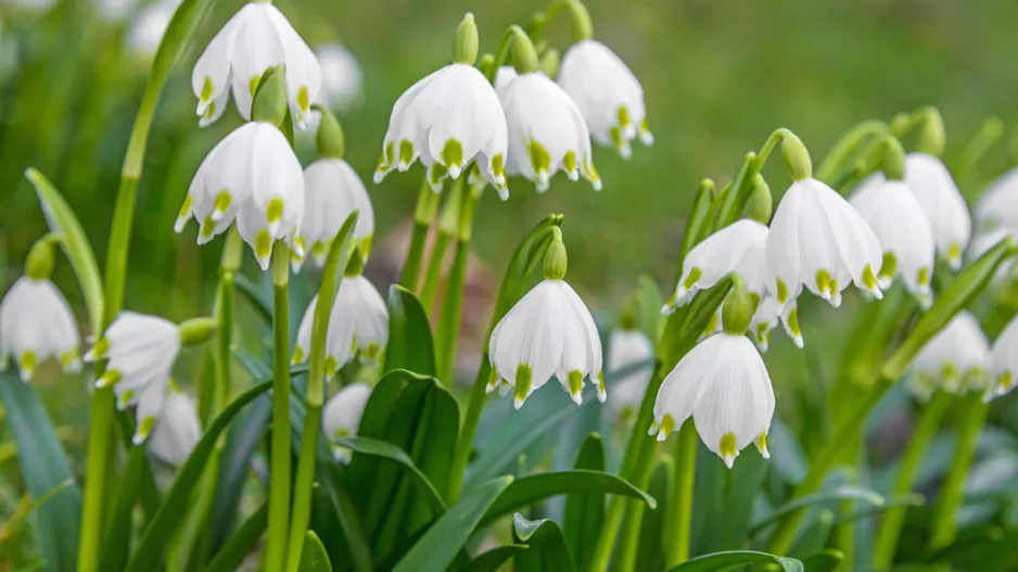 Bledule jarní (Leucojum vernum)