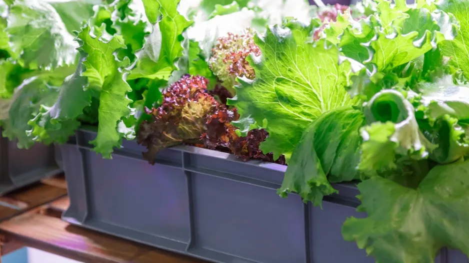 Pěstování zeleniny na balkonu už začněte řešit, je nejvyšší čas Pěstování zeleniny na balkonu už začněte řešit, je nejvyšší čas