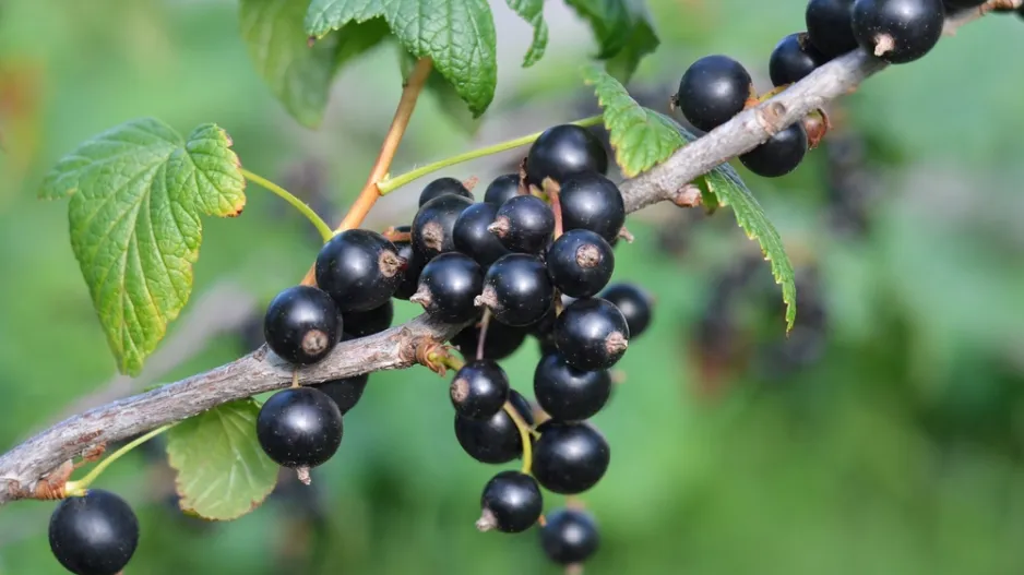 Černý rybíz patří mezi oblíbené ovoce Černý rybíz patří mezi oblíbené ovoce