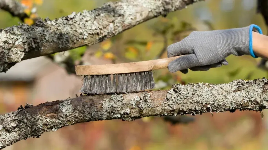 Lišejník na stromech