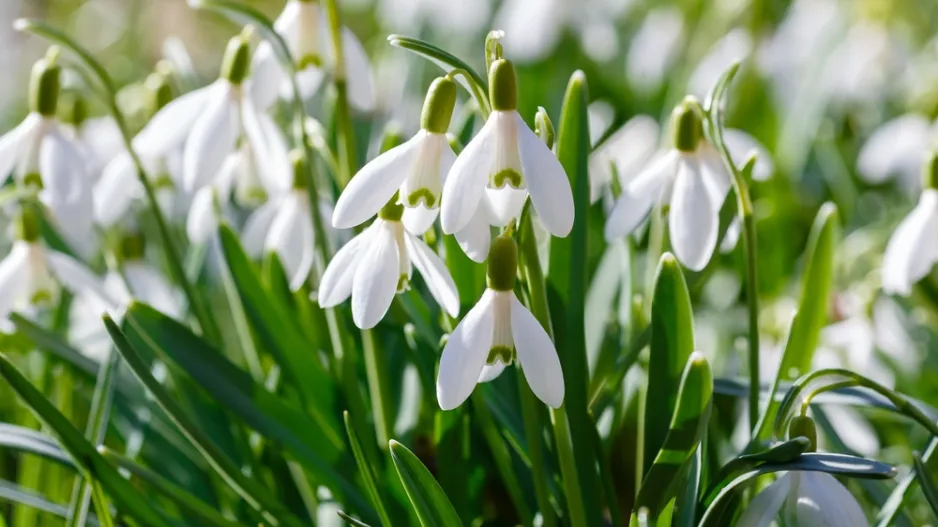 Sněženka podsněžník (Galanthus nivalis)