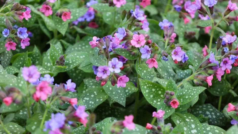 Plicník lékařský (Pulmonaria officinalis) 