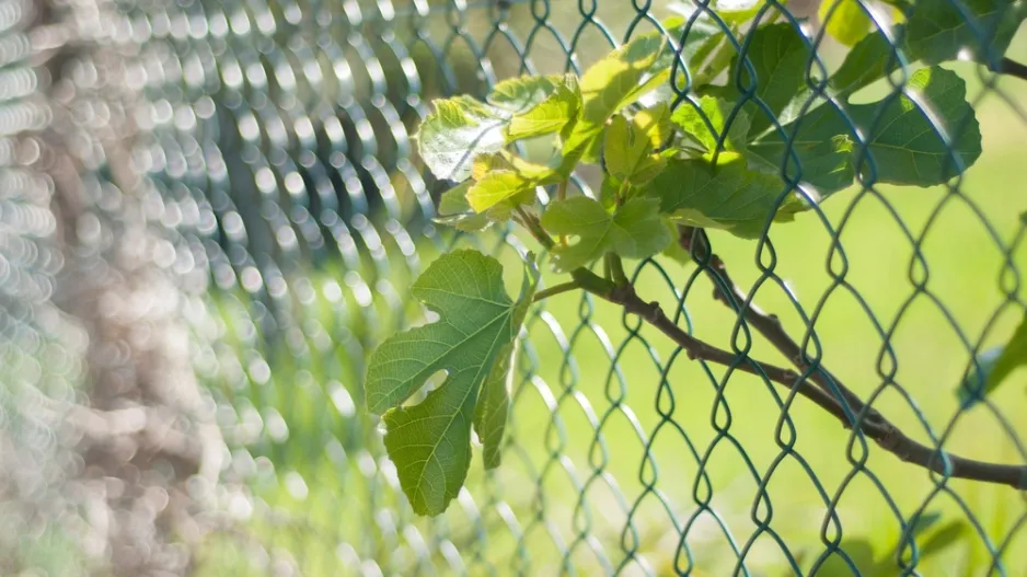 Sousedský spor. Když větve od souseda zasahují na můj pozemek Sousedský spor. Když větve od souseda zasahují na můj pozemek