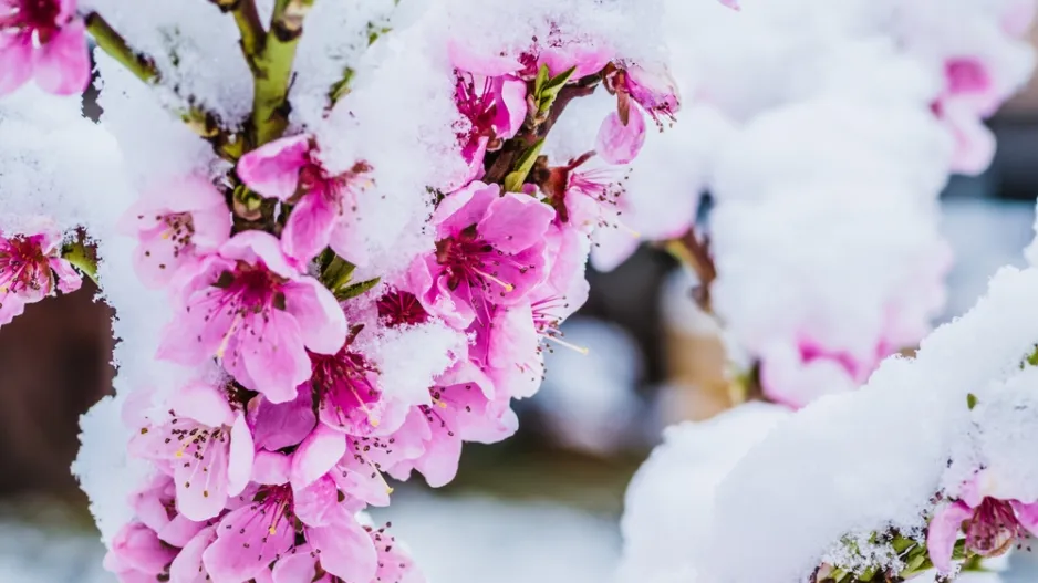 TOP 10 nejkrásnějších stromů kvetoucích na jaře