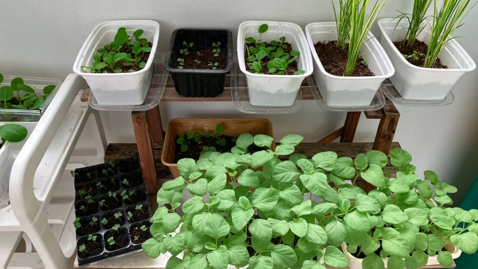 Nemáte zahradu? Vyzkoušejte si pěstování zeleniny v truhlících Nemáte zahradu? Vyzkoušejte si pěstování zeleniny v truhlících