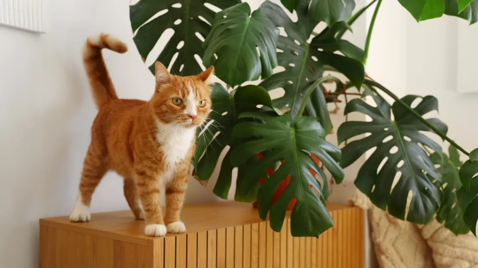 Jedovaté pokojovky, které se s kočkami nesnesou