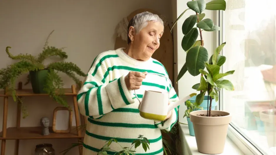 Využití vody z vařených brambor na pokojovky Využití vody z vařených brambor na pokojovky