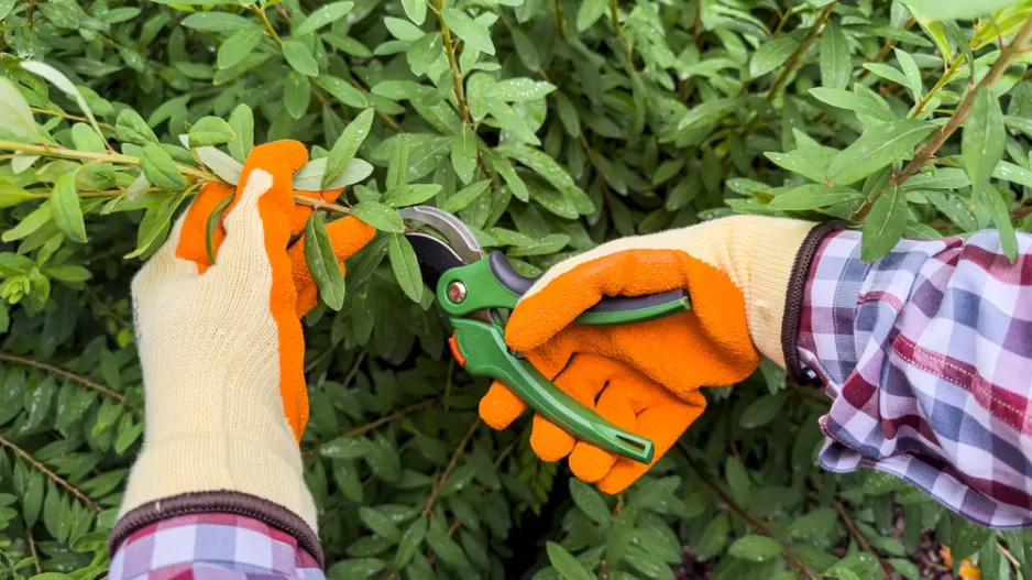 Řez okrasných keřů kvetoucích v létě