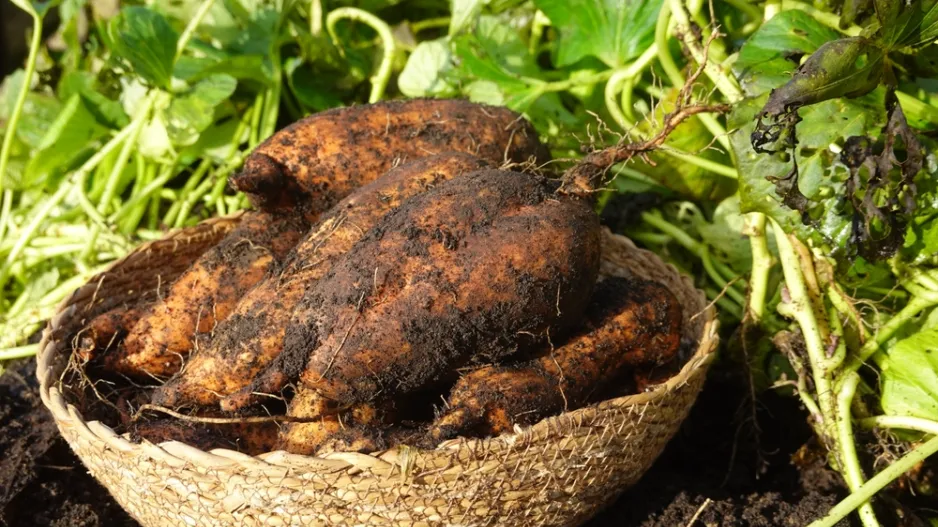 Pěstování batátů Pěstování batátů