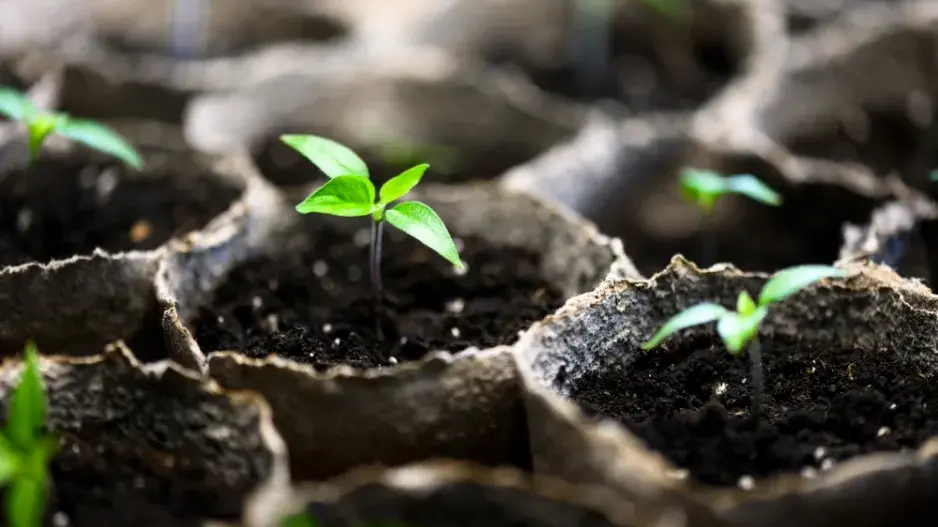 Předpěstování květin Předpěstování květin