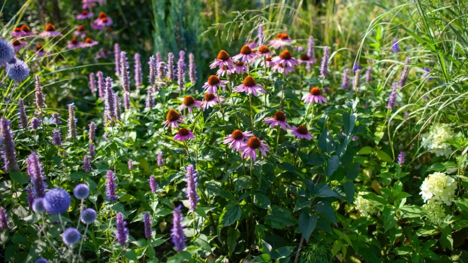 Dlouho kvetoucí trvalky 