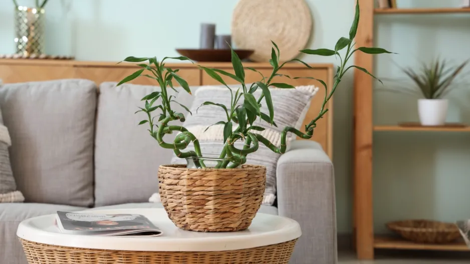 Lucky Bamboo neboli šťastný bambus