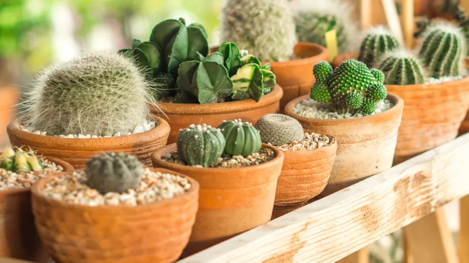 Přesazování kaktusů Přesazování kaktusů