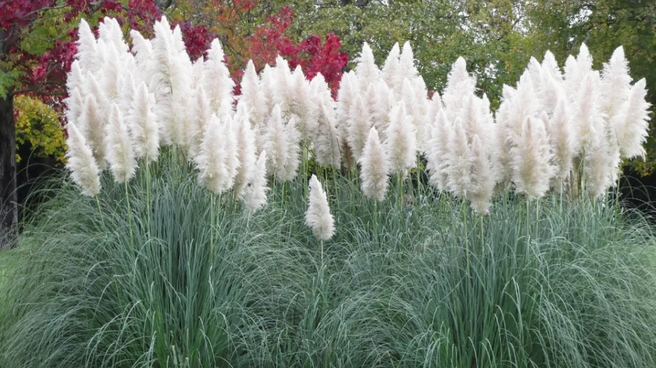Pampová tráva (Cortaderia selloana) Pampová tráva (Cortaderia selloana)