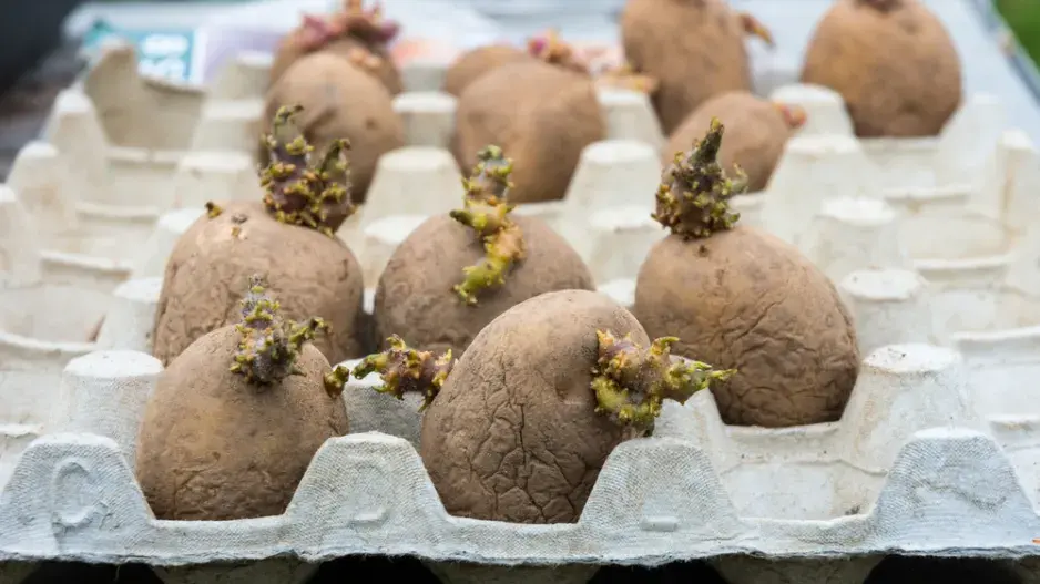 Klíčení brambor na sadbu Klíčení brambor na sadbu