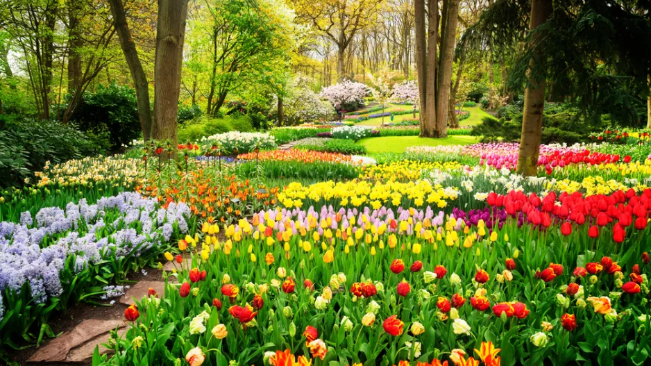 Jarní rostliny Jarní rostliny